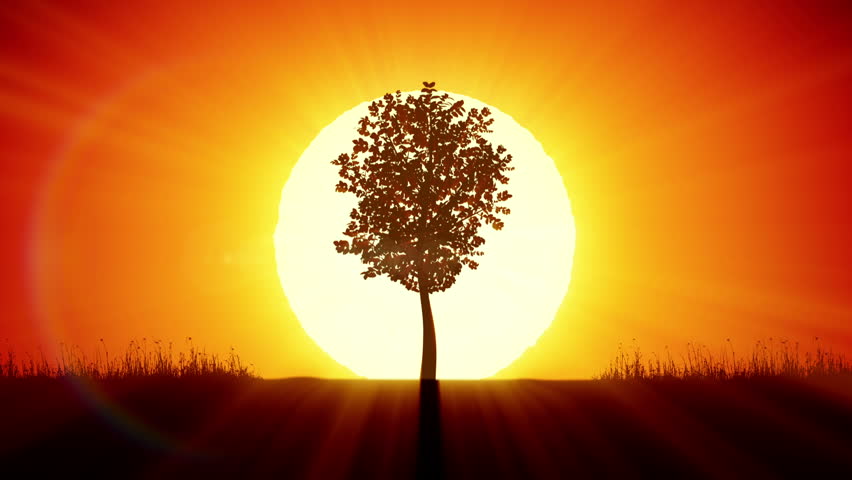 tree and sun bigTree