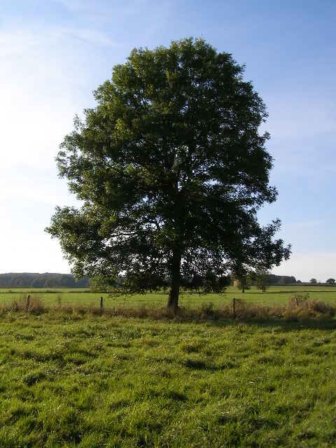 Tree and something